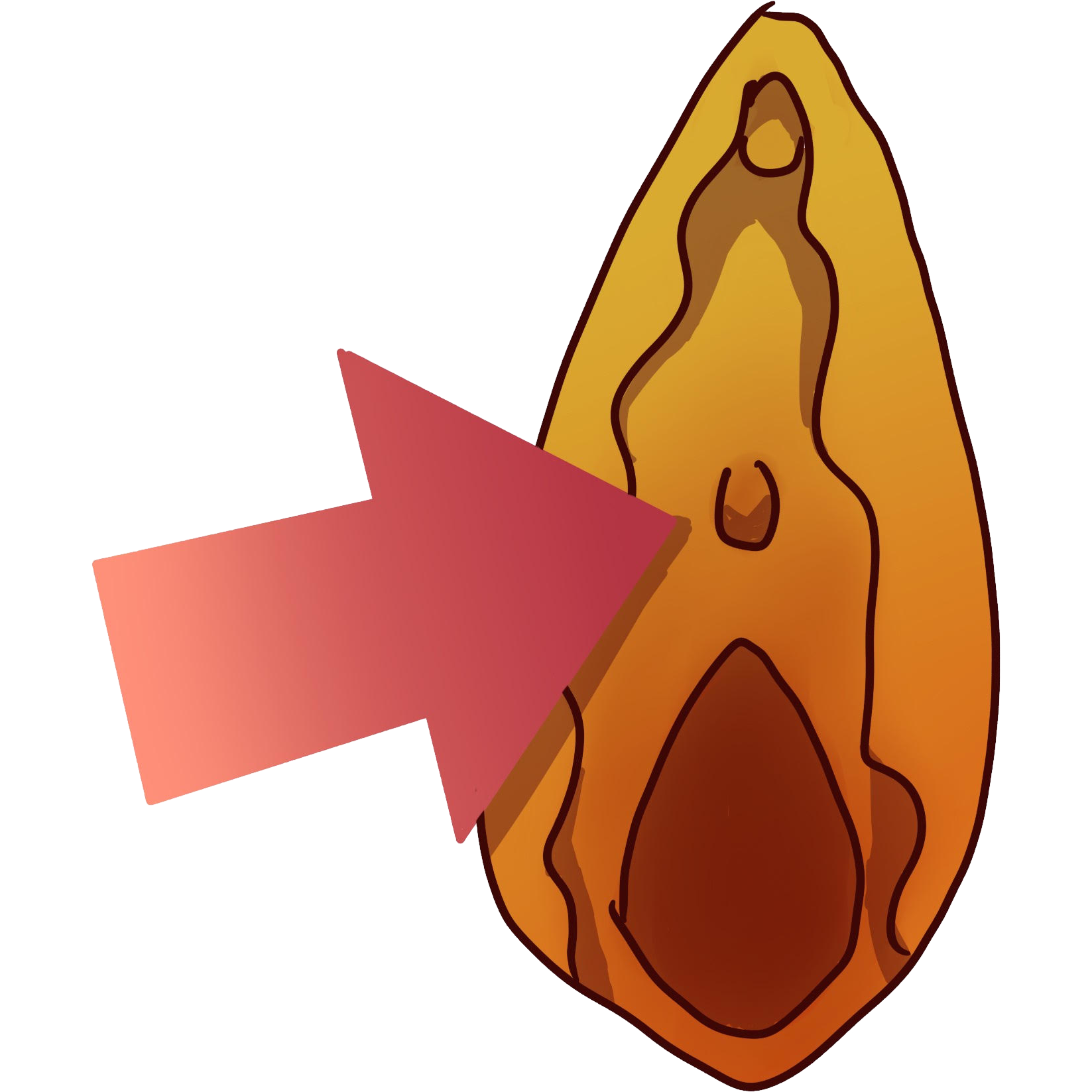 image of an orange and yellow vulva with a red arrow pointing to a urethra